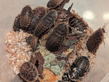 Load image into Gallery viewer, Live Organic Dubia Roaches