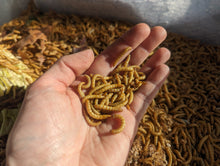 Load image into Gallery viewer, Live Organic Mealworms