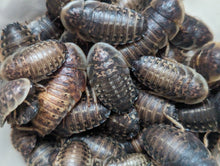 Load image into Gallery viewer, Live Organic Dubia Roaches