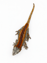 Load image into Gallery viewer, Gargoyle Gecko (MG-523) from Hyperion x Anu
