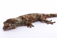 Load image into Gallery viewer, Nebula x Hylia Pine Island Chahoua Male (MG-294)
