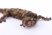 Load image into Gallery viewer, Nebula x Hylia Pine Island Chahoua Male (MG-294)
