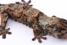 Load image into Gallery viewer, Nebula x Hylia Pine Island Chahoua Male (MG-294)
