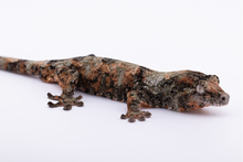 Load image into Gallery viewer, Nebula x Hylia Pine Island Chahoua Male (MG-294)
