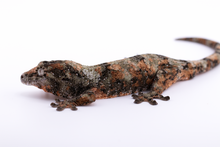 Load image into Gallery viewer, Nebula x Hylia Pine Island Chahoua Male (MG-294)
