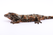 Load image into Gallery viewer, Nebula x Hylia Pine Island Chahoua Male (MG-294)
