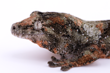 Load image into Gallery viewer, Nebula x Hylia Pine Island Chahoua Male (MG-294)
