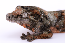 Load image into Gallery viewer, Nebula x Hylia Pine Island Chahoua Male (MG-294)
