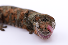 Load image into Gallery viewer, Nebula x Hylia Pine Island Chahoua Male (MG-294)
