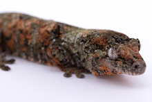 Load image into Gallery viewer, Nebula x Hylia Pine Island Chahoua Male (MG-294)
