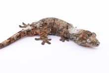 Load image into Gallery viewer, Nebula x Hylia Pine Island Chahoua Male (MG-295)
