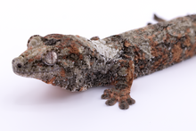 Load image into Gallery viewer, Nebula x Hylia Pine Island Chahoua Male (MG-295)
