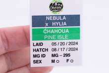 Load image into Gallery viewer, Nebula x Hylia Pine Island Chahoua Male (MG-295)
