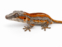 Load image into Gallery viewer, Gargoyle Gecko (MG-523) from Hyperion x Anu
