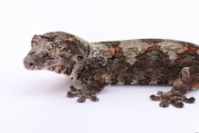 Load image into Gallery viewer, Booboo Sousa x Hoshi Pine Island Chahoua Female (MG-309)
