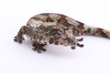 Load image into Gallery viewer, Booboo Sousa x Hoshi Pine Island Chahoua Female (MG-309)
