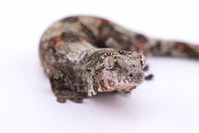 Load image into Gallery viewer, Booboo Sousa x Hoshi Pine Island Chahoua Female (MG-309)
