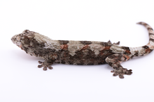 Load image into Gallery viewer, Booboo Sousa x Hoshi Pine Island Chahoua Female (MG-309)
