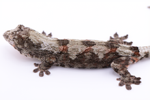 Load image into Gallery viewer, Booboo Sousa x Hoshi Pine Island Chahoua Female (MG-309)
