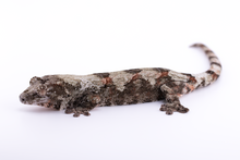 Load image into Gallery viewer, Booboo Sousa x Hoshi Pine Island Chahoua Female (MG-309)
