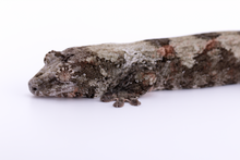 Load image into Gallery viewer, Booboo Sousa x Hoshi Pine Island Chahoua Female (MG-309)
