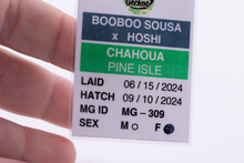 Load image into Gallery viewer, Booboo Sousa x Hoshi Pine Island Chahoua Female (MG-309)
