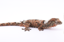 Load image into Gallery viewer, Nebula x Hylia Pine Island Chahoua Male (MG-329)
