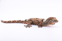 Load image into Gallery viewer, Nebula x Hylia Pine Island Chahoua Male (MG-329)
