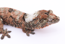 Load image into Gallery viewer, Nebula x Hylia Pine Island Chahoua Male (MG-329)
