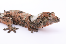 Load image into Gallery viewer, Nebula x Hylia Pine Island Chahoua Male (MG-329)
