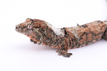 Load image into Gallery viewer, Nebula x Hylia Pine Island Chahoua Male (MG-329)

