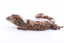 Load image into Gallery viewer, Nebula x Hylia Pine Island Chahoua Male (MG-329)
