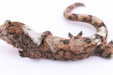 Load image into Gallery viewer, Nebula x Hylia Pine Island Chahoua Male (MG-329)

