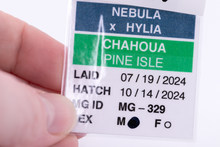 Load image into Gallery viewer, Nebula x Hylia Pine Island Chahoua Male (MG-329)
