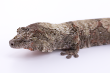 Load image into Gallery viewer, Zephyrus x Hyacinth Pine Island Chahoua Female (MG-345)
