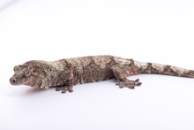 Load image into Gallery viewer, Zephyrus x Hyacinth Pine Island Chahoua Female (MG-345)
