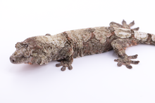 Load image into Gallery viewer, Zephyrus x Hyacinth Pine Island Chahoua Female (MG-345)
