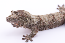 Load image into Gallery viewer, Zephyrus x Hyacinth Pine Island Chahoua Female (MG-345)
