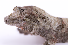 Load image into Gallery viewer, Zephyrus x Hyacinth Pine Island Chahoua Female (MG-345)
