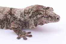 Load image into Gallery viewer, Zephyrus x Hyacinth Pine Island Chahoua Female (MG-345)
