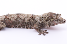 Load image into Gallery viewer, Zephyrus x Hyacinth Pine Island Chahoua Female (MG-345)
