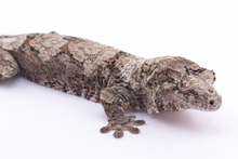 Load image into Gallery viewer, Zephyrus x Hyacinth Pine Island Chahoua Female (MG-345)
