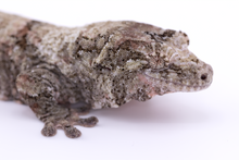 Load image into Gallery viewer, Zephyrus x Hyacinth Pine Island Chahoua Female (MG-345)
