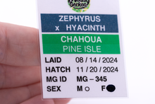 Load image into Gallery viewer, Zephyrus x Hyacinth Pine Island Chahoua Female (MG-345)
