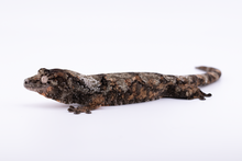 Load image into Gallery viewer, Nebula x Hylia Pine Island Chahoua Male (MG-362)
