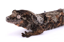 Load image into Gallery viewer, Nebula x Hylia Pine Island Chahoua Male (MG-362)
