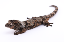 Load image into Gallery viewer, Nebula x Hylia Pine Island Chahoua Male (MG-362)
