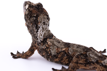 Load image into Gallery viewer, Nebula x Hylia Pine Island Chahoua Male (MG-362)
