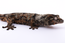Load image into Gallery viewer, Nebula x Hylia Pine Island Chahoua Male (MG-362)
