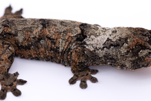 Load image into Gallery viewer, Nebula x Hylia Pine Island Chahoua Male (MG-362)
